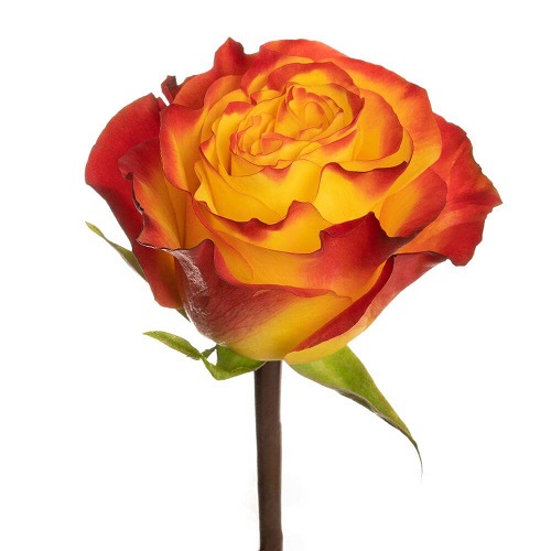 Rose Newsflash 40cm - Bu